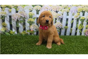 Calista - Golden Retriever for sale
