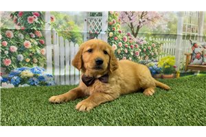Nolan - Golden Retriever for sale