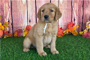 Alicia - puppy for sale