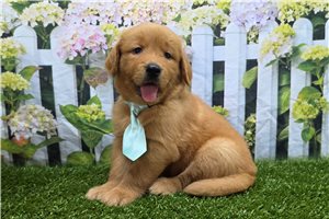 Jesse - Golden Retriever for sale