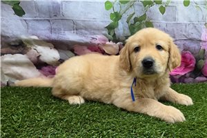 Snyder - Golden Retriever for sale