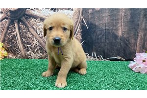 Kassie - puppy for sale