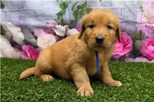 Cassius - Golden Retriever for sale