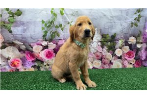 Hadley - Golden Retriever for sale