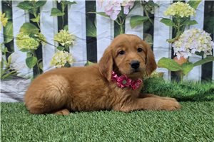 Nina - Golden Retriever for sale