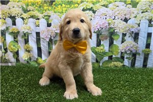 Stuart - Golden Retriever for sale