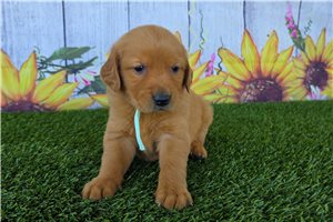 Nevaeh - Golden Retriever for sale