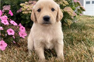 Sloane - Golden Retriever for sale