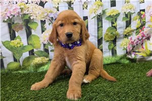 Julia - Golden Retriever for sale