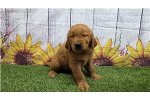 Icon - Golden Retriever for sale