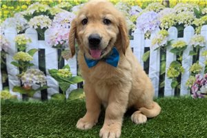 Snyder - Golden Retriever for sale