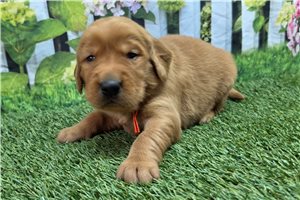 Nasir - puppy for sale