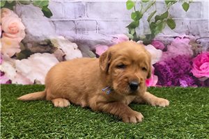 Iggy - Golden Retriever for sale
