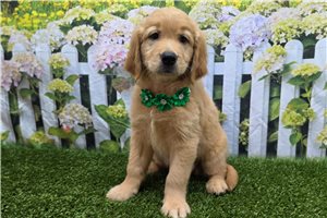 Sonya - Golden Retriever for sale