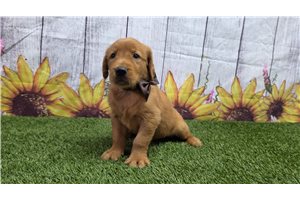 Hunter - Golden Retriever for sale