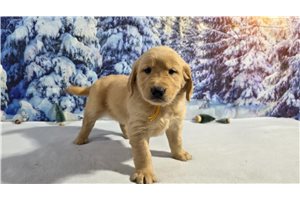 Finley - Golden Retriever for sale