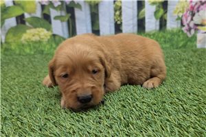 Nayeli - puppy for sale