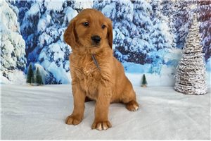 Bowan - puppy for sale