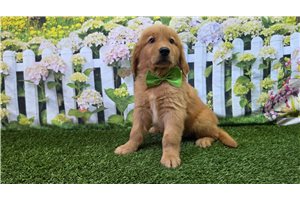 Jesse - Golden Retriever for sale