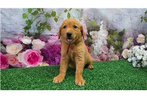 Kacey - Golden Retriever for sale