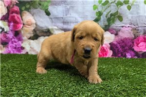 Ibby - Golden Retriever for sale