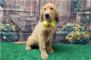 Kline - Golden Retriever for sale