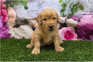Halo - puppy for sale