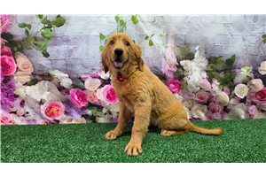 Ibeza - Golden Retriever for sale