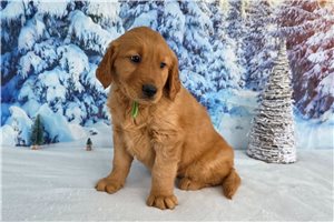 Bilbo - puppy for sale