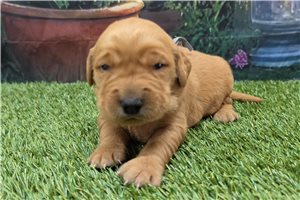 Noah - Golden Retriever for sale