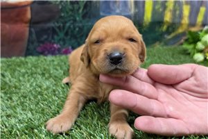 Nevaeh - puppy for sale