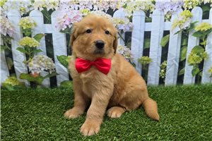 Jimmy - Golden Retriever for sale