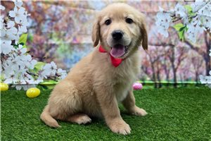 Penelope - puppy for sale