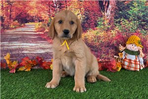 Atticus - Golden Retriever for sale