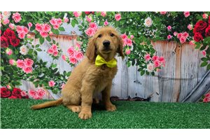 Kline - Golden Retriever for sale