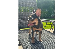 Emily - French Bulldog for sale