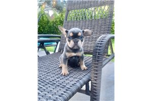 Emily - French Bulldog for sale