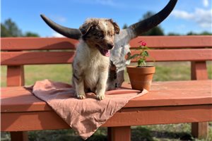 Emma - Miniature Australian Shepherd for sale