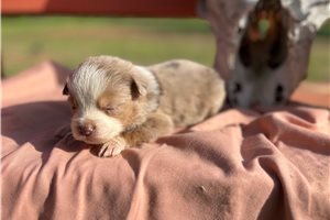 Garth - puppy for sale