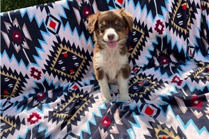 Gracie - puppy for sale