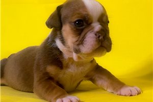 Charlie - English Bulldog for sale