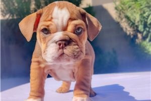 Charlie - English Bulldog for sale