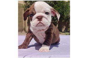 Channing - English Bulldog for sale