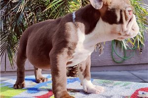 Chanel - English Bulldog for sale
