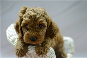 Kingston - Cockapoo for sale