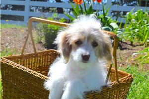 Burton - puppy for sale