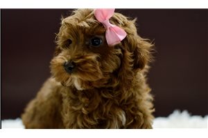 Kinsley - Cockapoo for sale