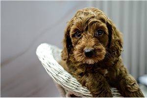 Kennedy - Cockapoo for sale