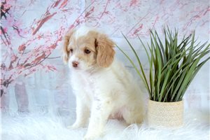 Burton - puppy for sale