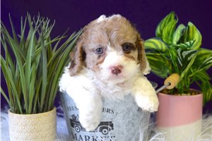 Bogart - puppy for sale
